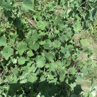 Abutilon indicum (L.) Sweet